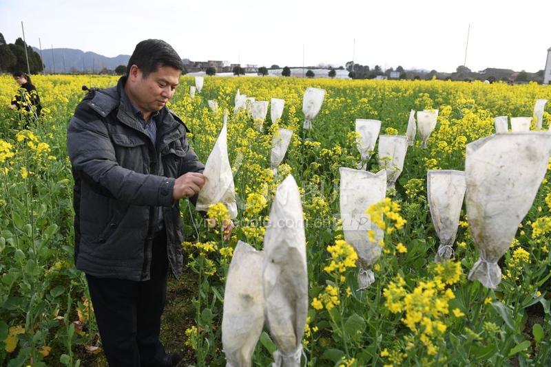 江西农大再添五种彩色油菜花,品种增至75种 江西农大再添五种彩色油菜花,品种增至75种