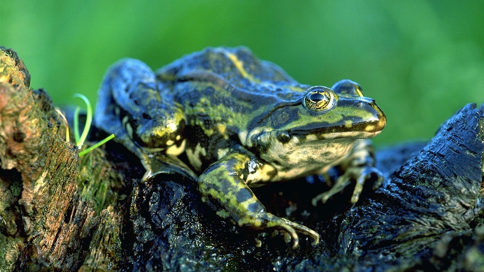 Neuer Amphibien- Und Reptilienatlas Für Thüringen: Echsen, Molche Und Andere Arten Neuer Amphibien- Und Reptilienatlas Für Thüringen: Echsen, Molche Und Andere Arten