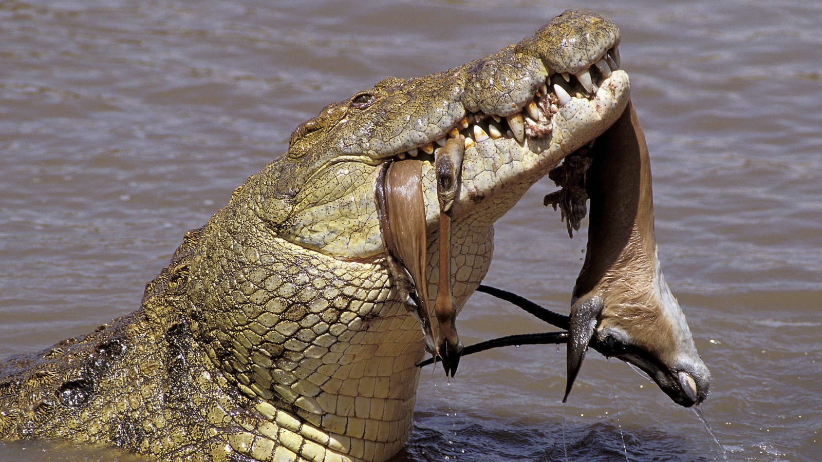 Thüringen: Ein Umfassender Atlas Zu Amphibien Und Reptilien Thüringen: Ein Umfassender Atlas Zu Amphibien Und Reptilien