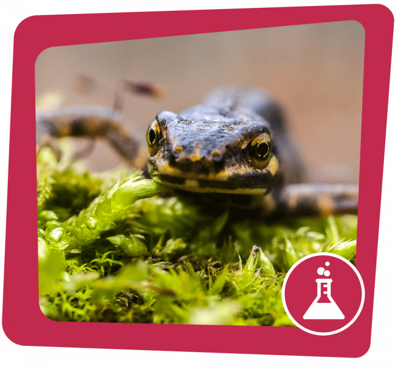 Thüringens Amphibien Und Reptilien: Der Neue Atlas Ist Da Thüringens Amphibien Und Reptilien: Der Neue Atlas Ist Da